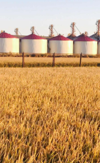 Large Grain Silos